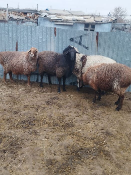 Семіз төрт еркек қой сатылады