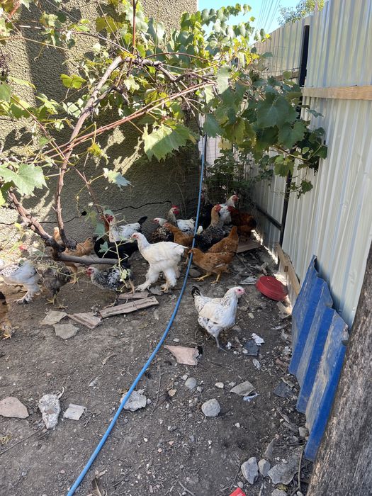 Vand gaini diferite rase