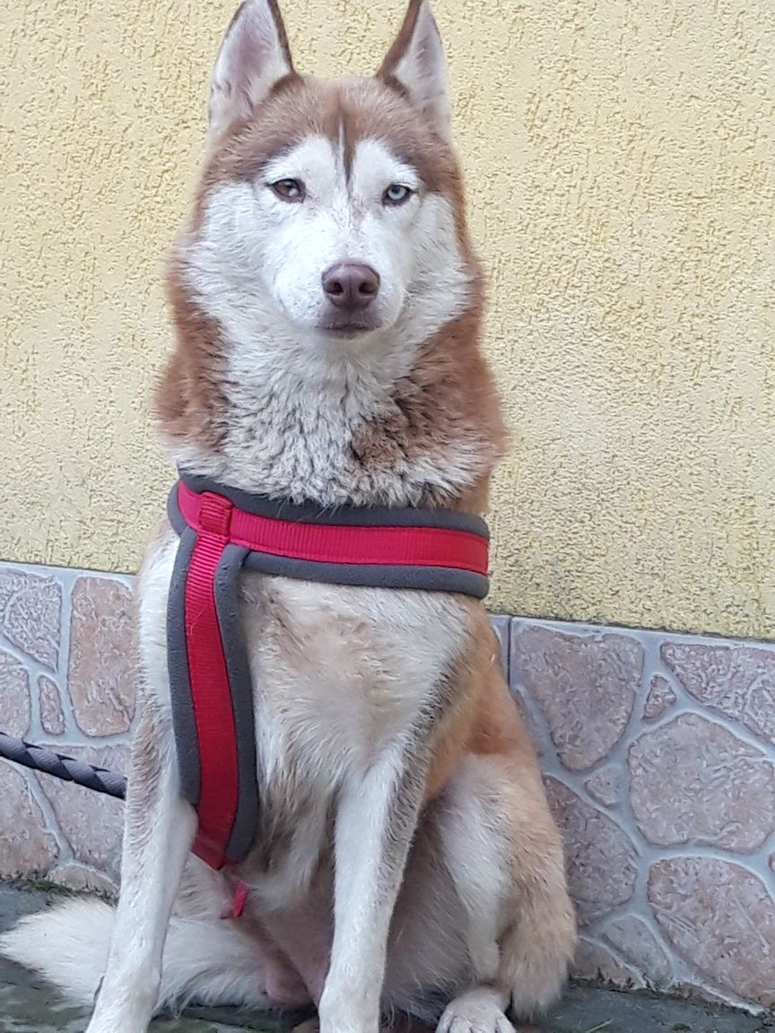 Husky Siberian rasa pura