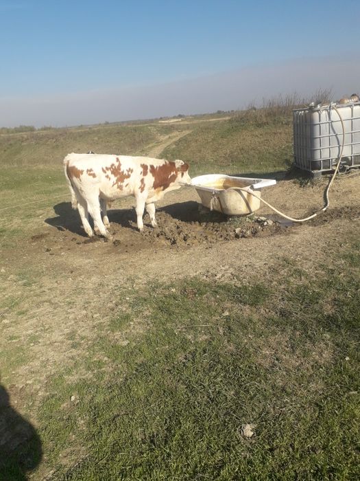 vaci si vitei junici