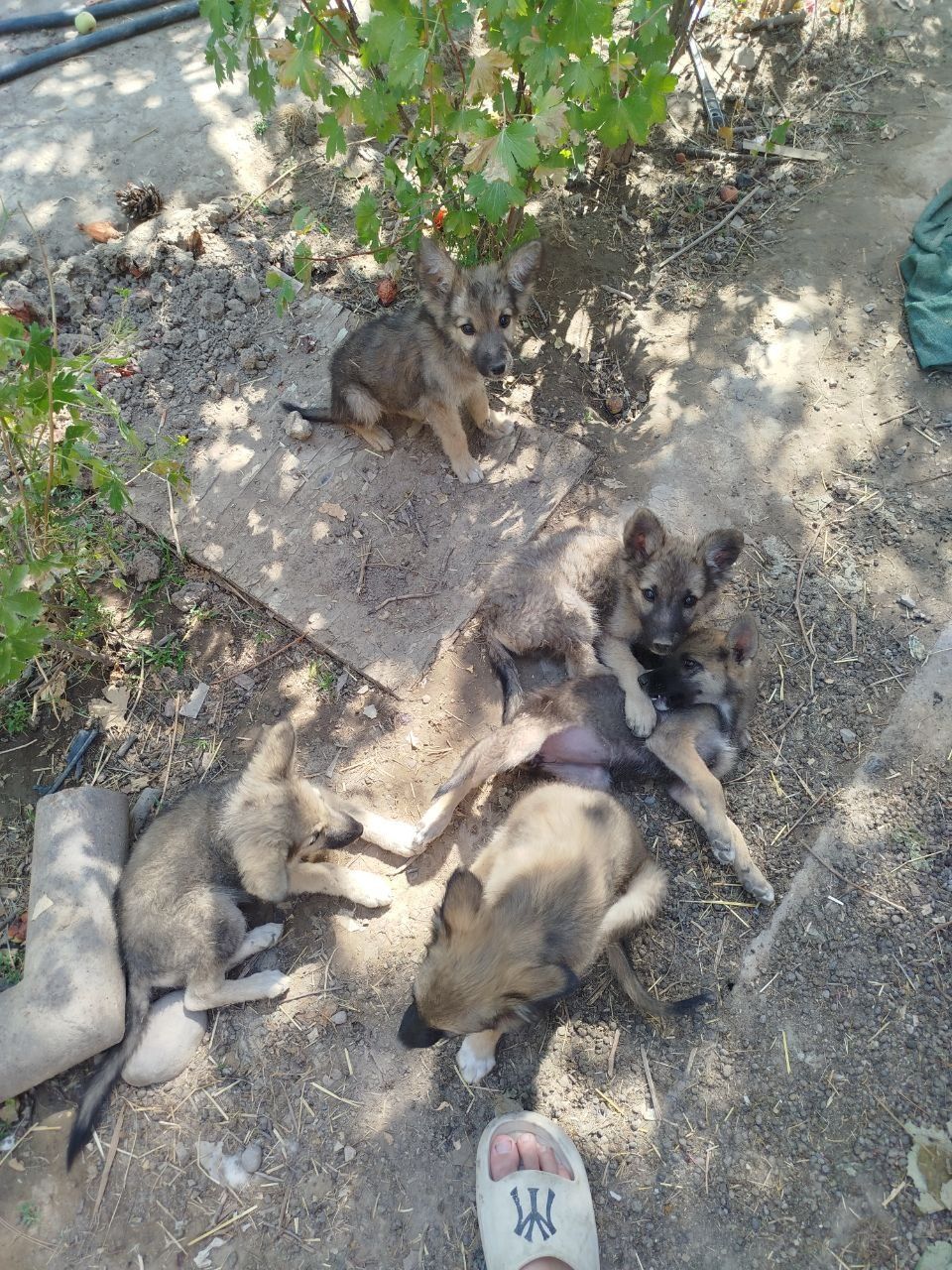 Отдам щенят бесплатно