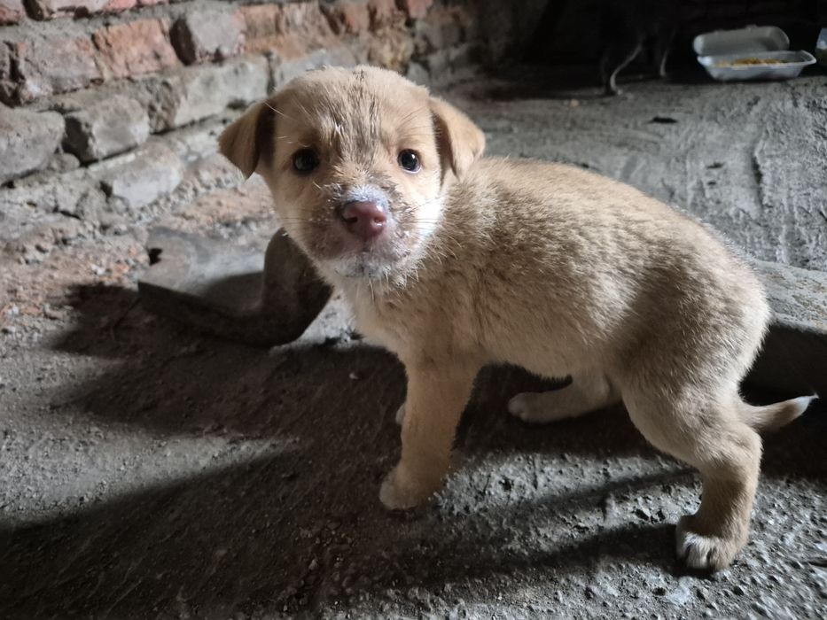 Щенки только в добрые ручки