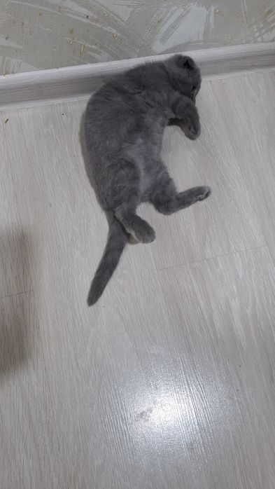 Продам 2-х месячного  котёнка с очень хорошим аппетитом