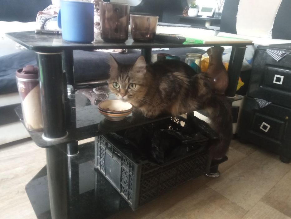 Продаётся котёнок