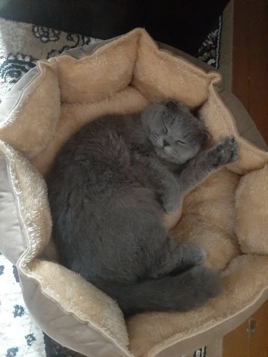 В добрые руки кот  2 года