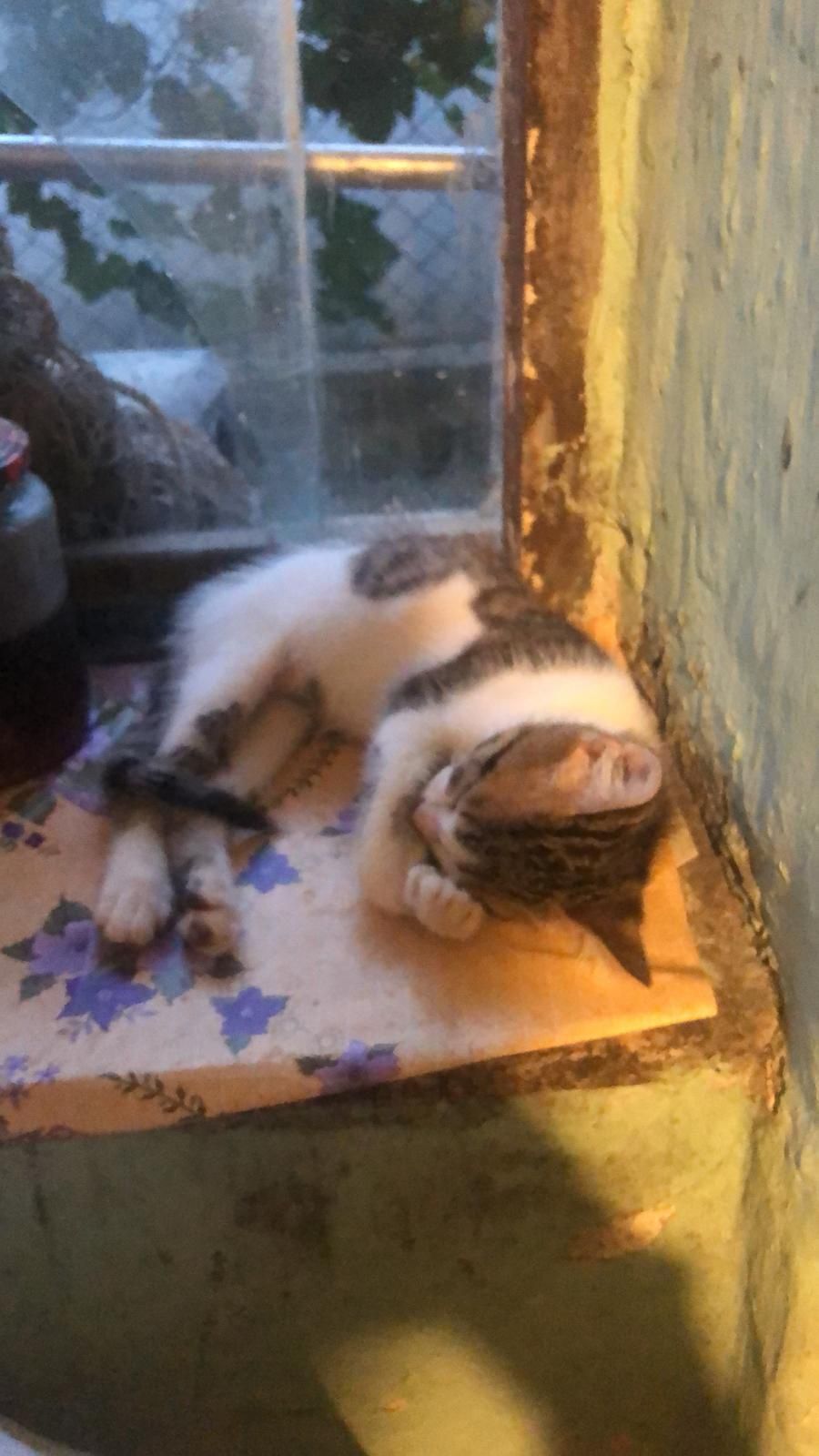 Pui de pisica adopție