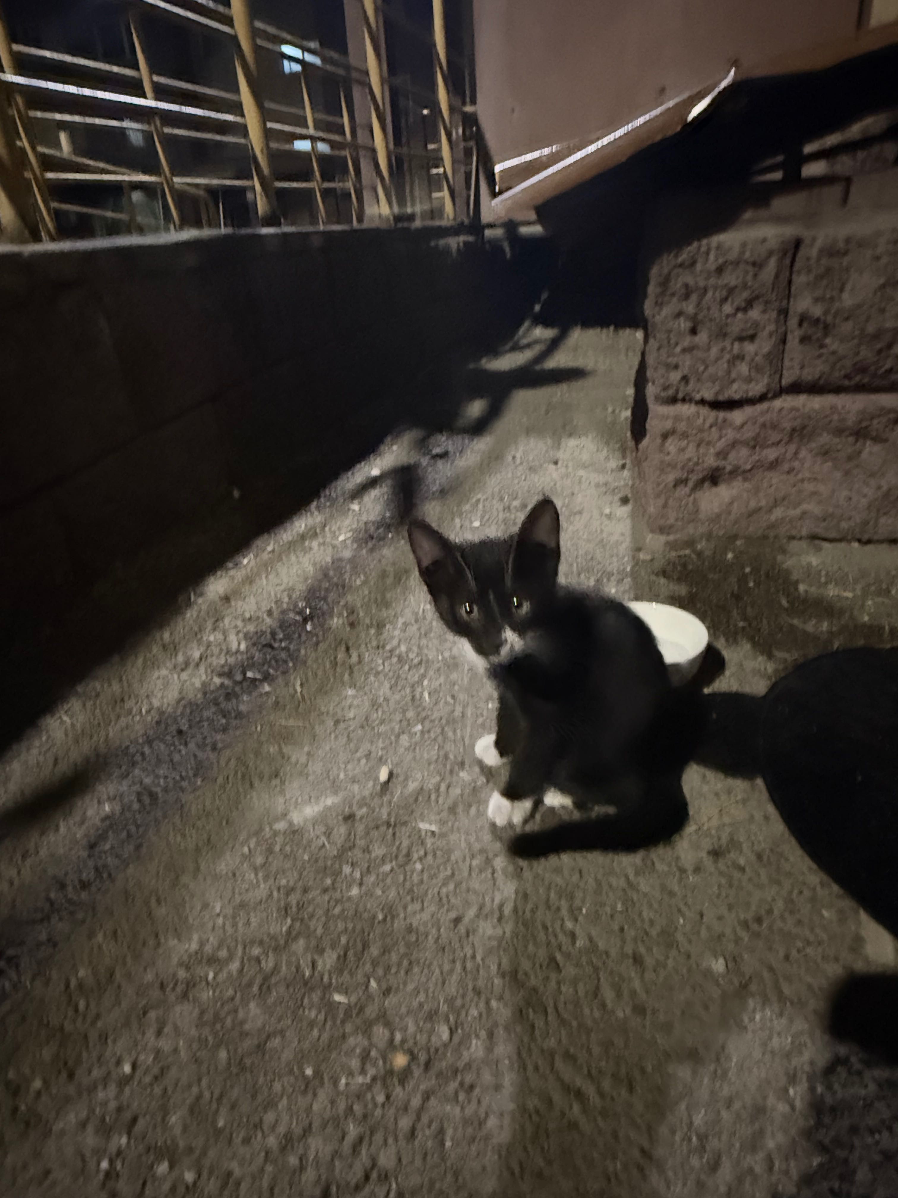 Котят в добрые руки, приютить