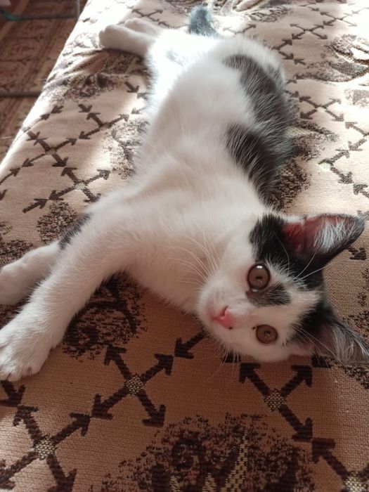 Отдам котенка в хорошие руки