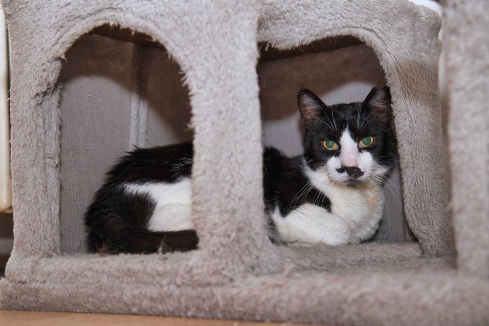 Charlie motan cuminte cu FIV adoptie