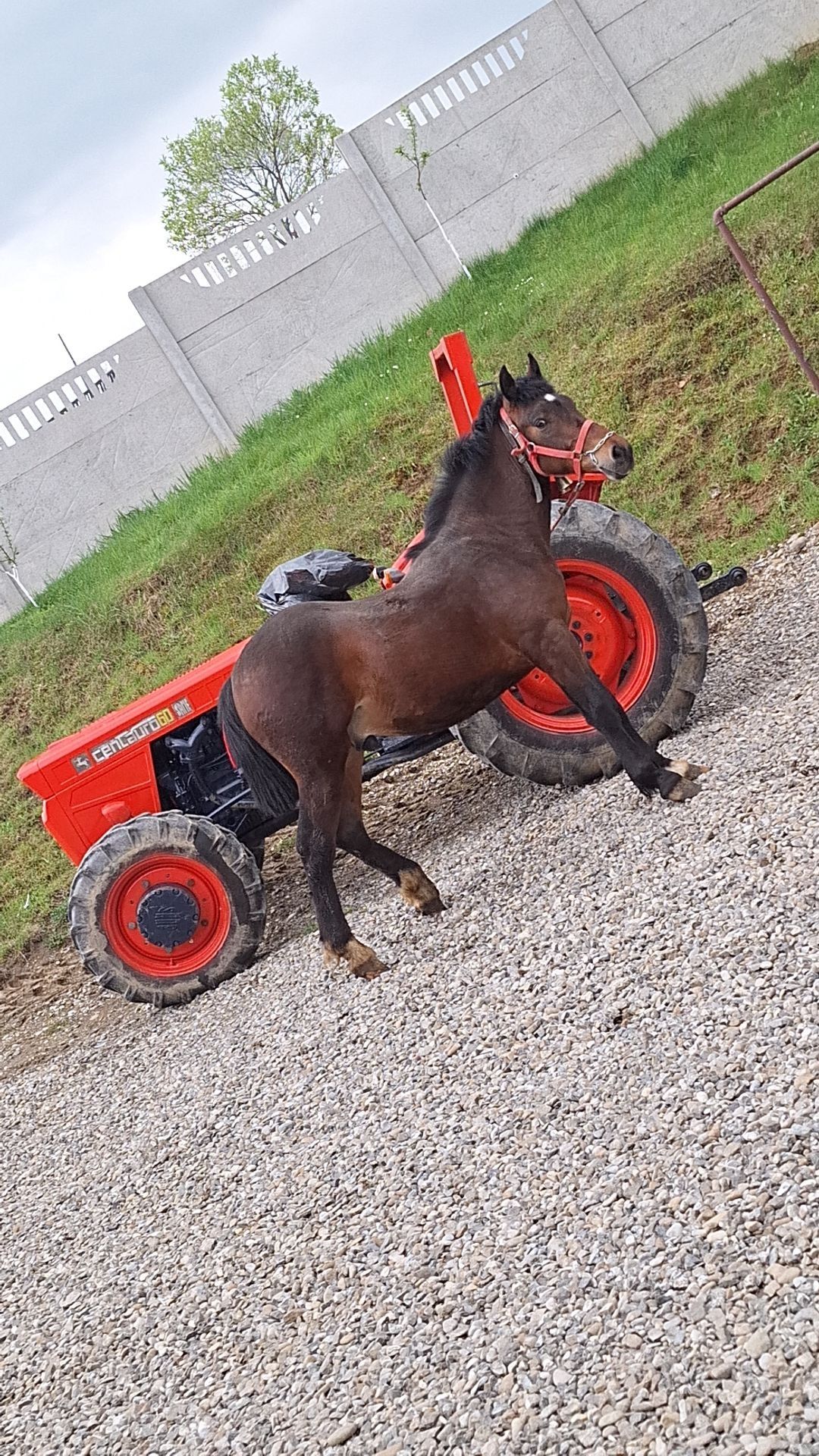 Vând mânz de un an