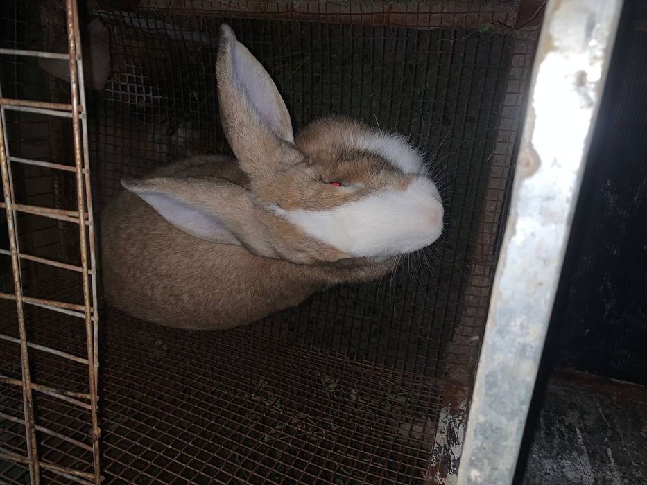 Продаются кролики