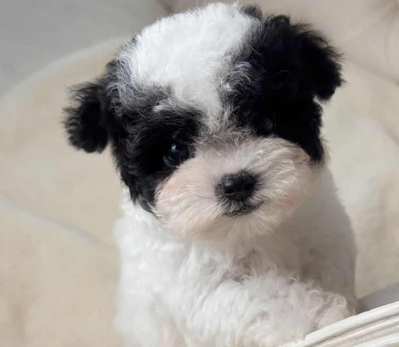 Bichon havanez vaccinat