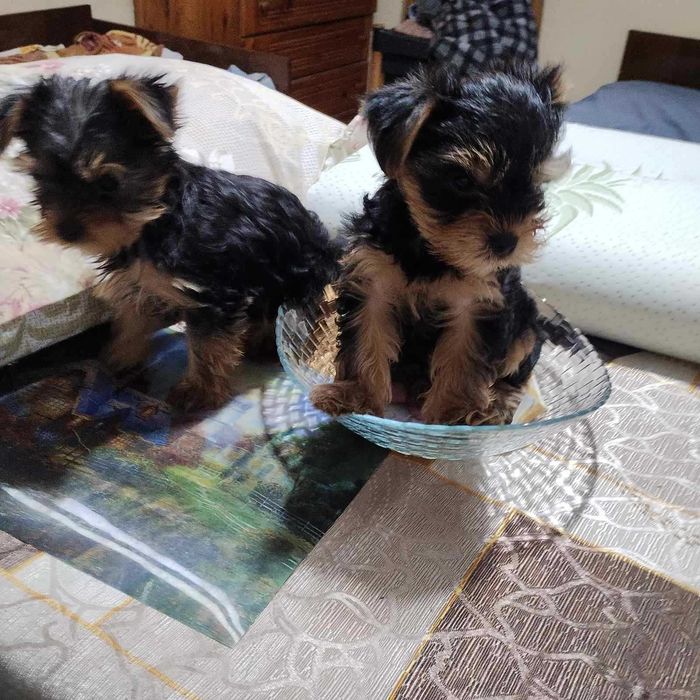 Йоркширски териер йорки