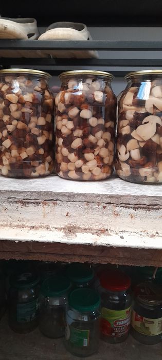 Продам гребы валуи