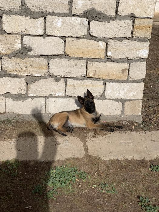 Малинуа белгейский овчарка сучка 3 мес