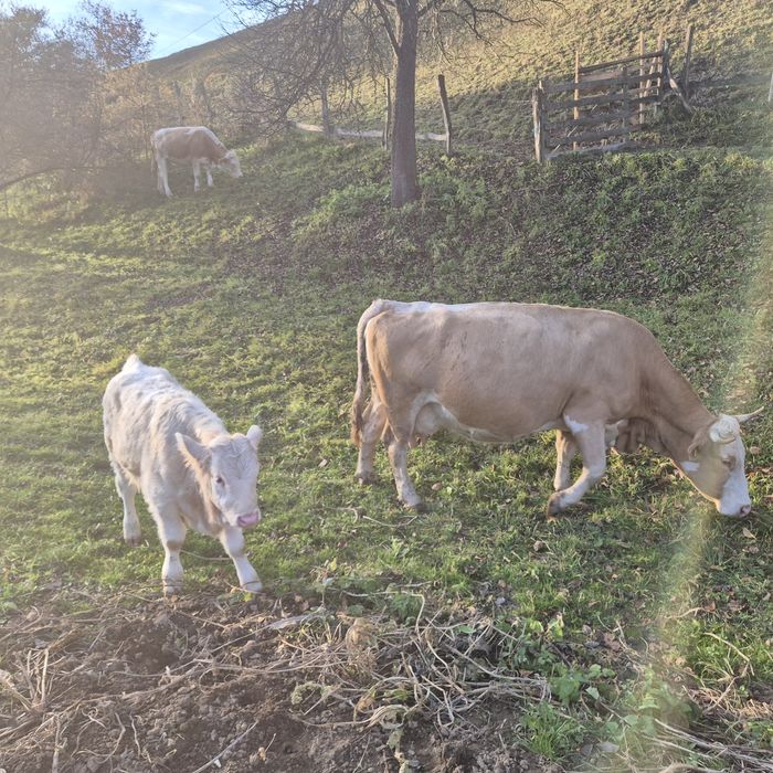 Vand Vaca de Lapte Baltata