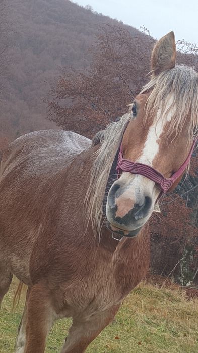 Vând   iapa  garantata