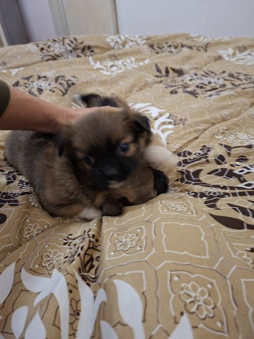 Две момичета пекинез 100 лв