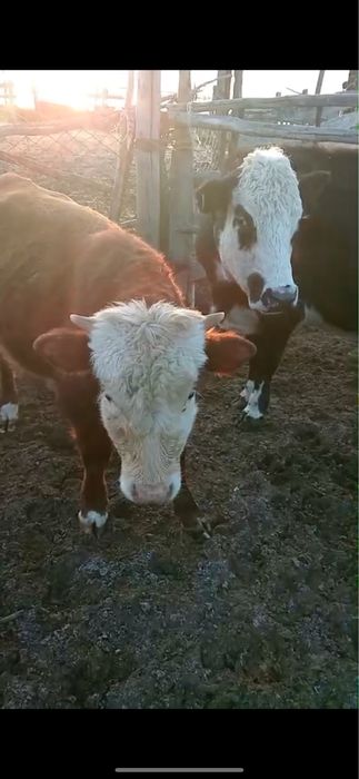 Срочно продам коров и телят мясных пород