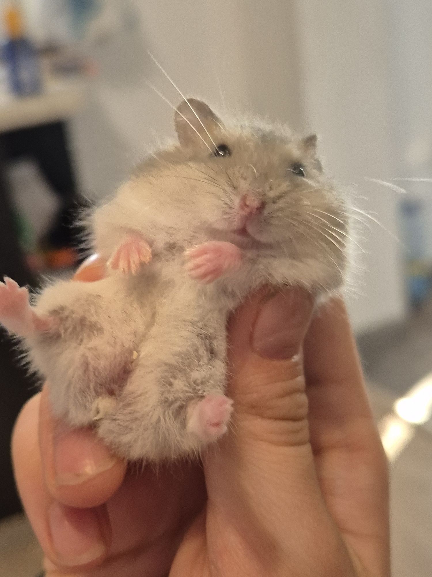 Donez 5  pui de de hamster pitic
