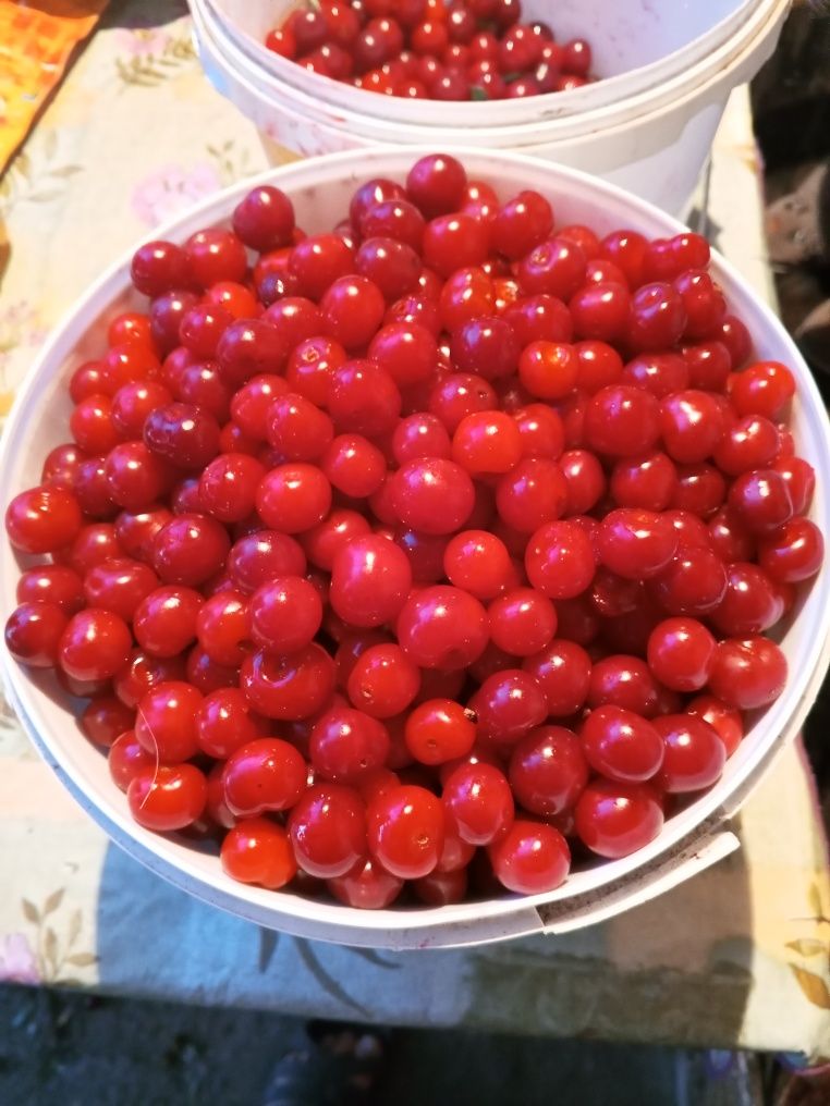 Продаю домашнюю вкусную вишню