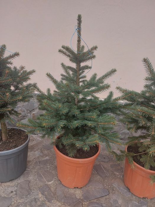 Brazi arginti sau verzi