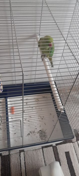 Vând micul alexandru