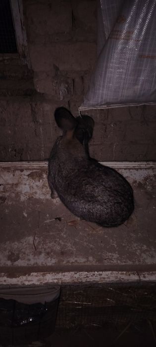 Flandr urgoci Quyon 500 yuz