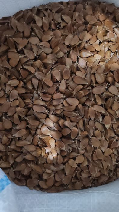 Vindem seminte de Jir, fag