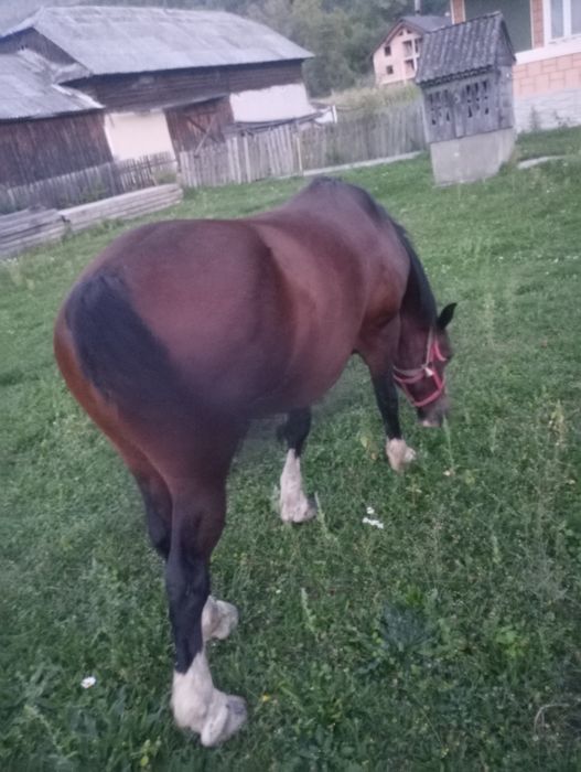 Vînd iapa semigrea de 8 ani!