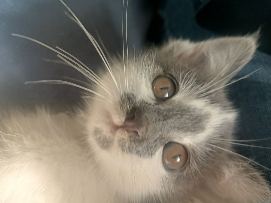 Отдам котенка в добрые руки