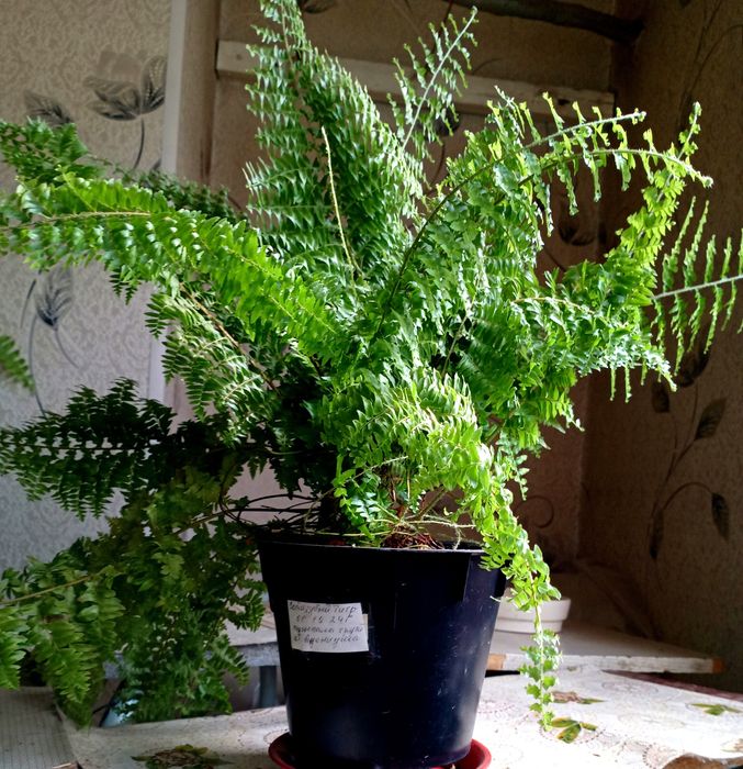 Продам комнатные цветы папоротники, эписции, монстеры, филодендрон