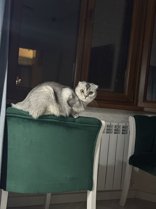 Продается серебристая шиншилла