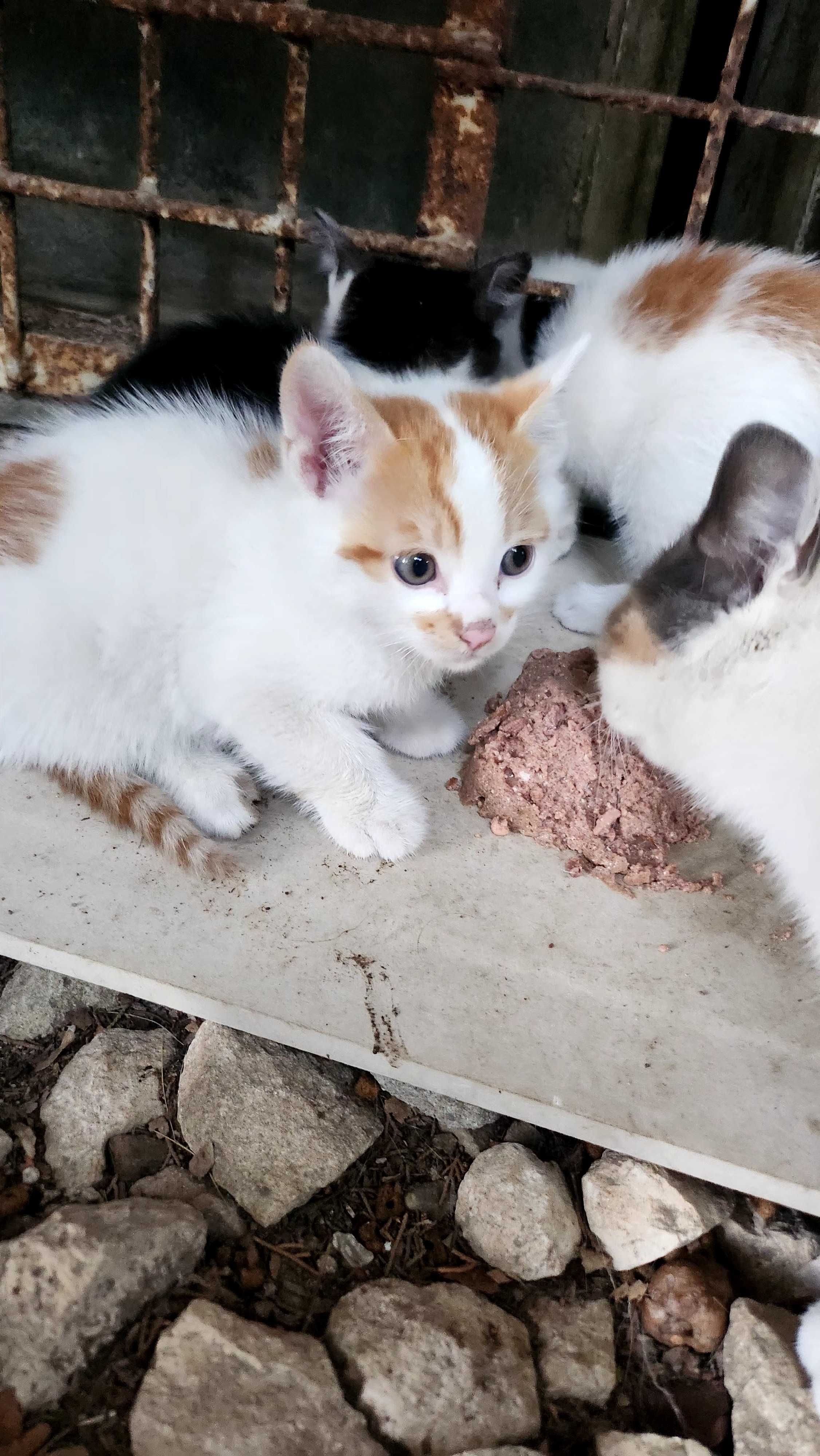 Котета търсят дом