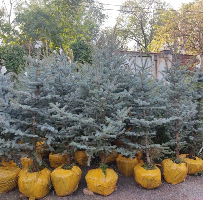 Голубая Ель Glauca В Горшке Для Дома И Участка Глаука