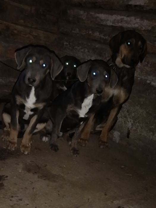 Vând catei de vânătoare