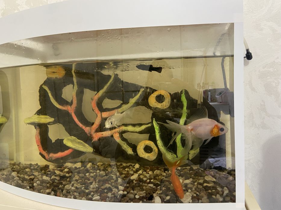 Baliq Akvarin bilan bila