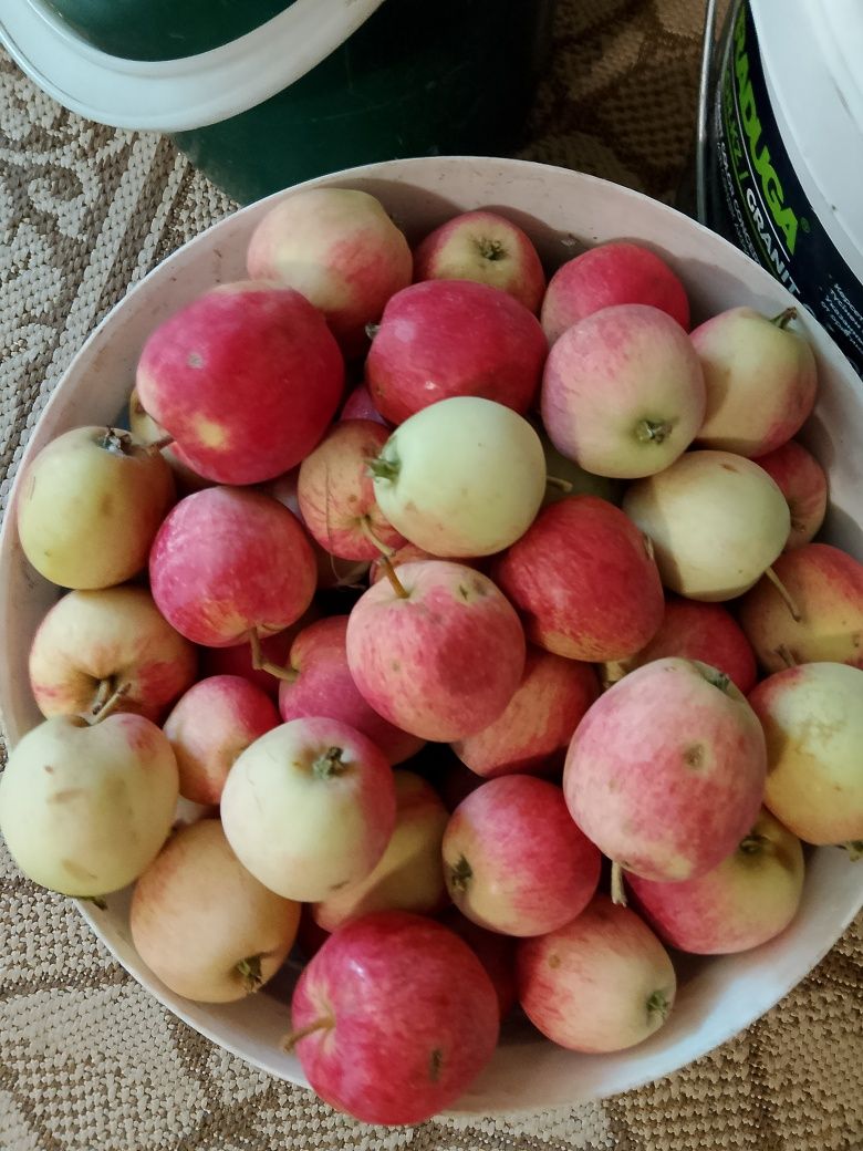 Продам яблоки сорт вкусный
