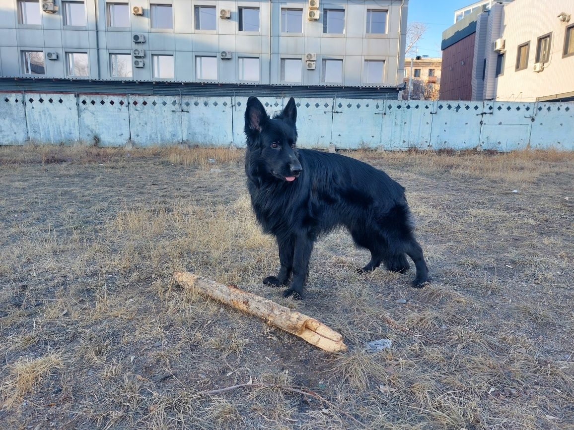 Кабель немецкой овчарки для вязки