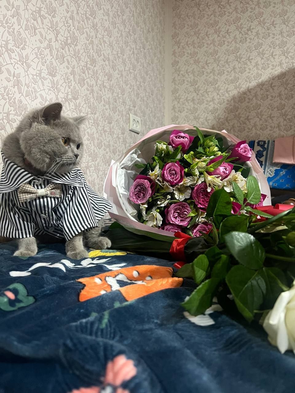 КОТ НА ВЯЗКУ! НЕ ПРОДАЕТСЯ!

Ищем красавицу для вязки! У нас есть неве