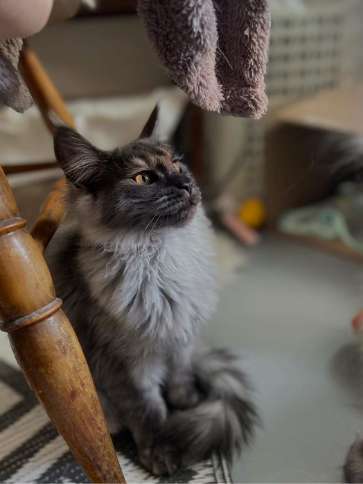 Pui Maine Coon black smoke 6 luni