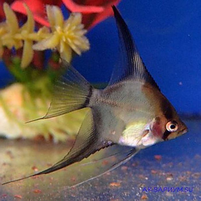 Продам скалярий фантом