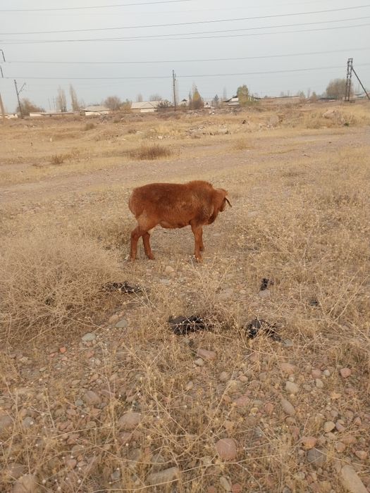 Куйчкорлар сотилади