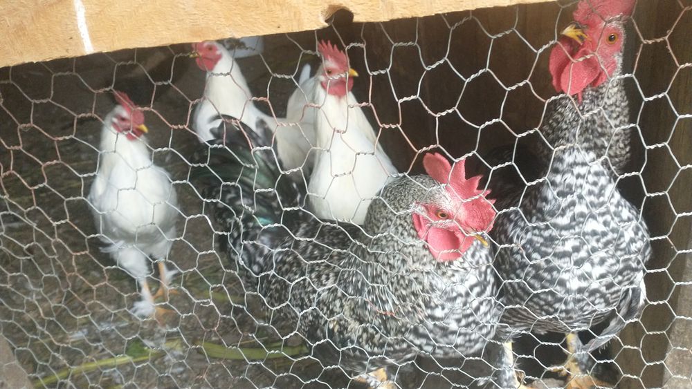 Schimb cocos pe găini sau pui