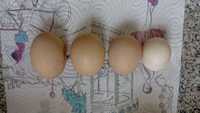 Домашни яйца в Ямбол в града