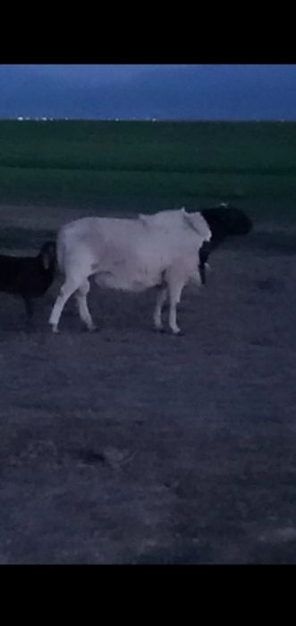 Дорпер баран. Дорпер кошкар