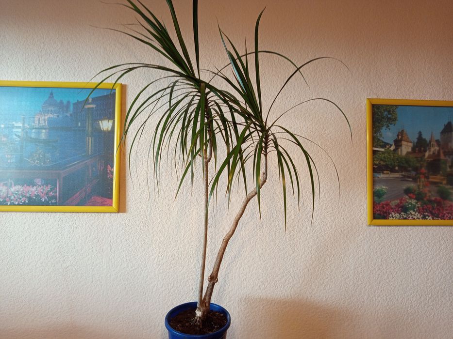 Продам комнатный цветок драцену