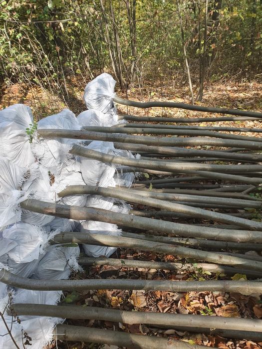 Copaci ornamentali diferite înălțimi