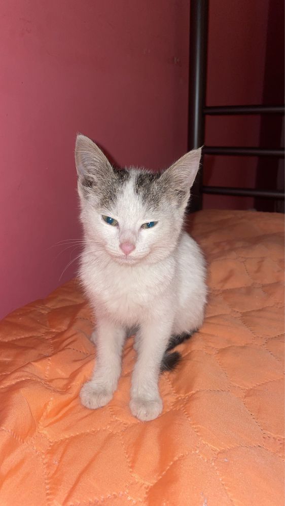 Подарявам женско коте