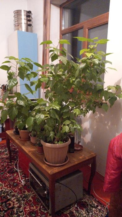 Китайская роза высота 1метр 40 см